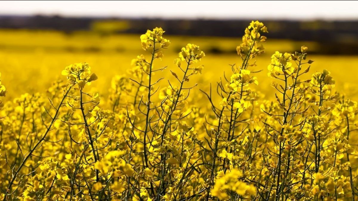 canola.jpg